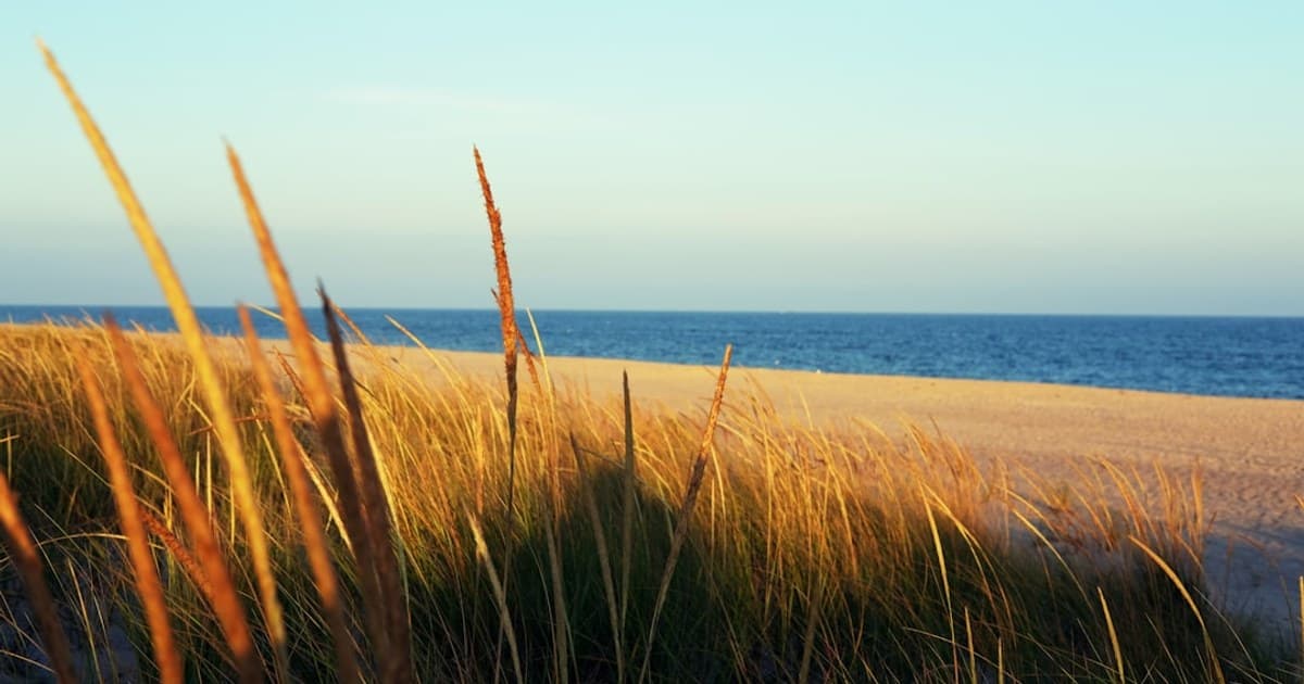 How to Grow Cannabis at Home: A Beginner's Step-by-Step Guide