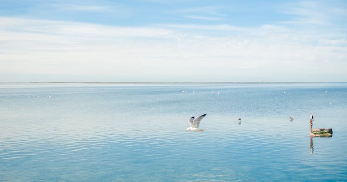 A tranquil view of the coast with a seagull soaring in Médenine Governorate, Tunisia.