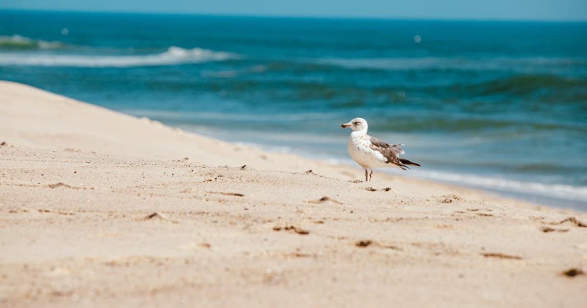 A seagull stands on a sandy beach with ocean waves in Massachusetts.