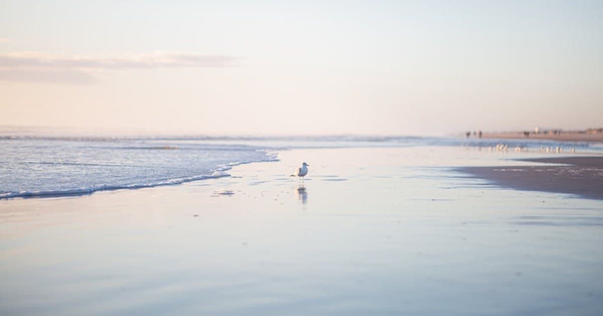 A lone seagull walks on a calm beach as the sun sets. Perfect for peaceful nature scenes.