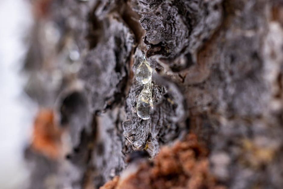 Detailed macro shot of tree resin dripping down textured tree bark, showcasing nature's intricate designs.