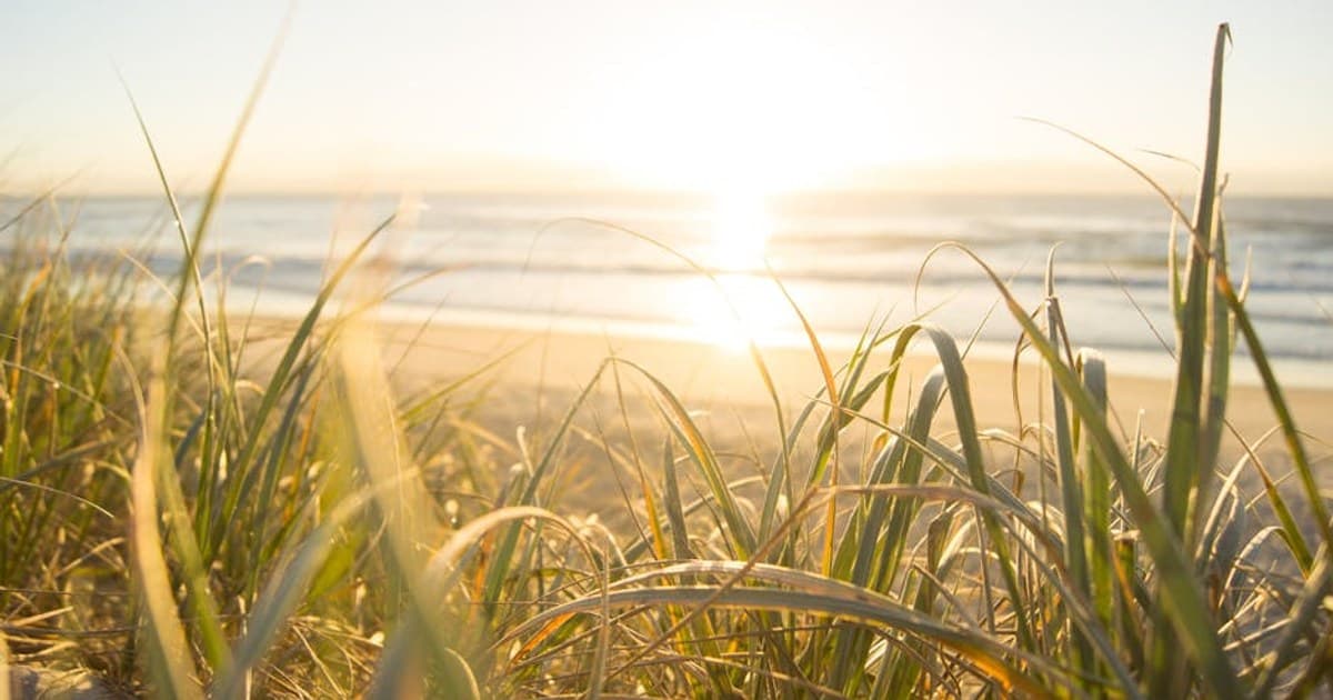 Peaceful sunrise view from grassy dunes on an Australian beach, capturing the ocean's horizon.