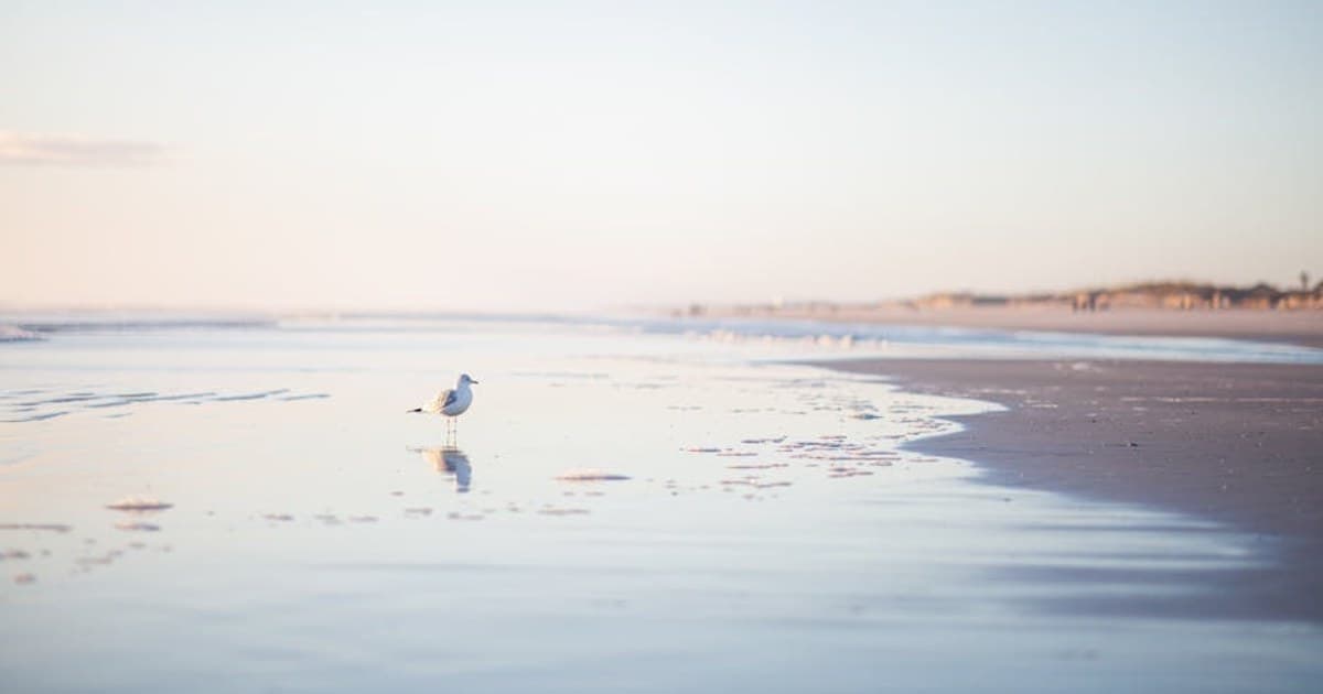 A solitary seagull stands on a serene beach with soft reflections at dawn.