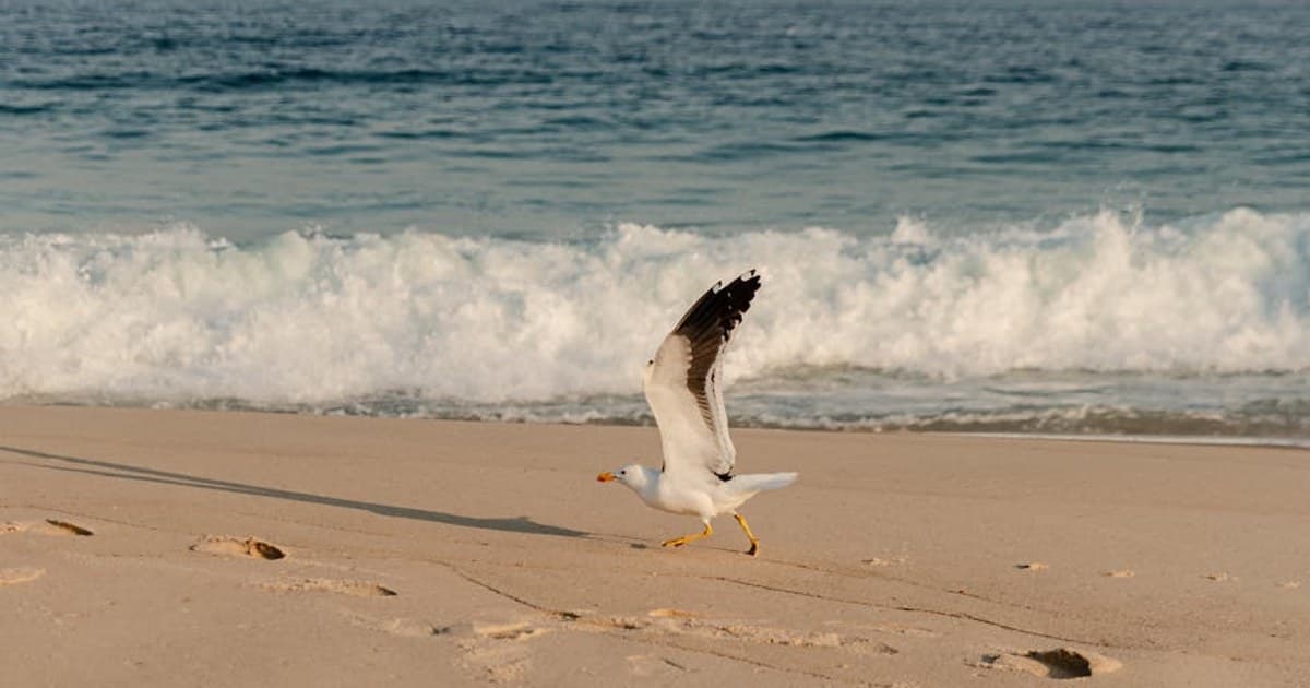 A seagull walks along a sandy beach with ocean waves in the background on a bright day.