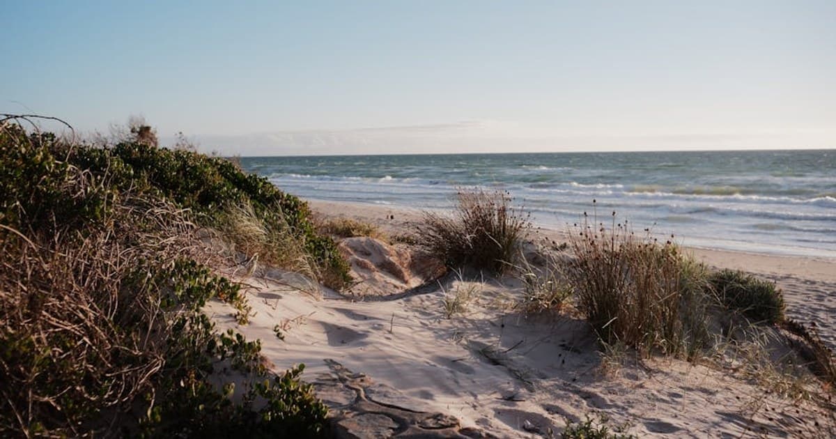 Tranquil beach scene with sandy dunes and coastal plants under a clear blue sky.
