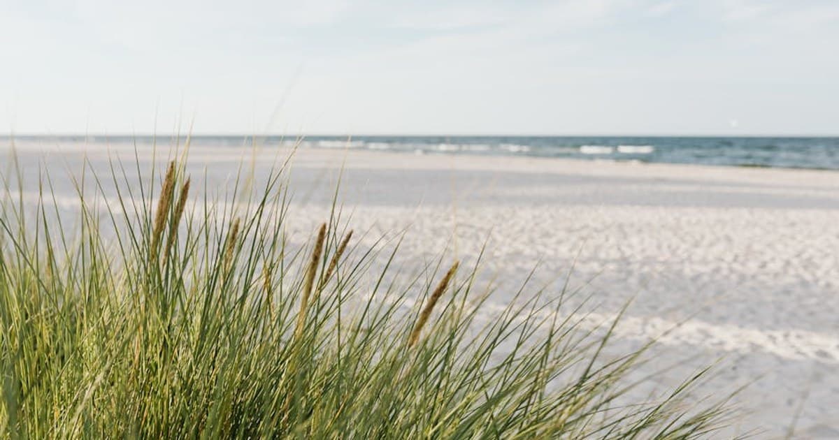 Beach scene with grass and dunes in summer sunlight.