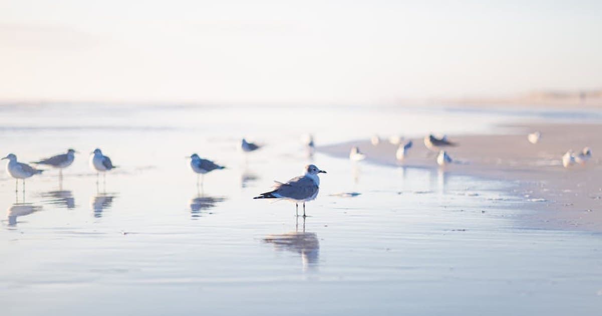 Peaceful sunrise at the beach with seagulls reflecting on wet sand and calm sea waves.