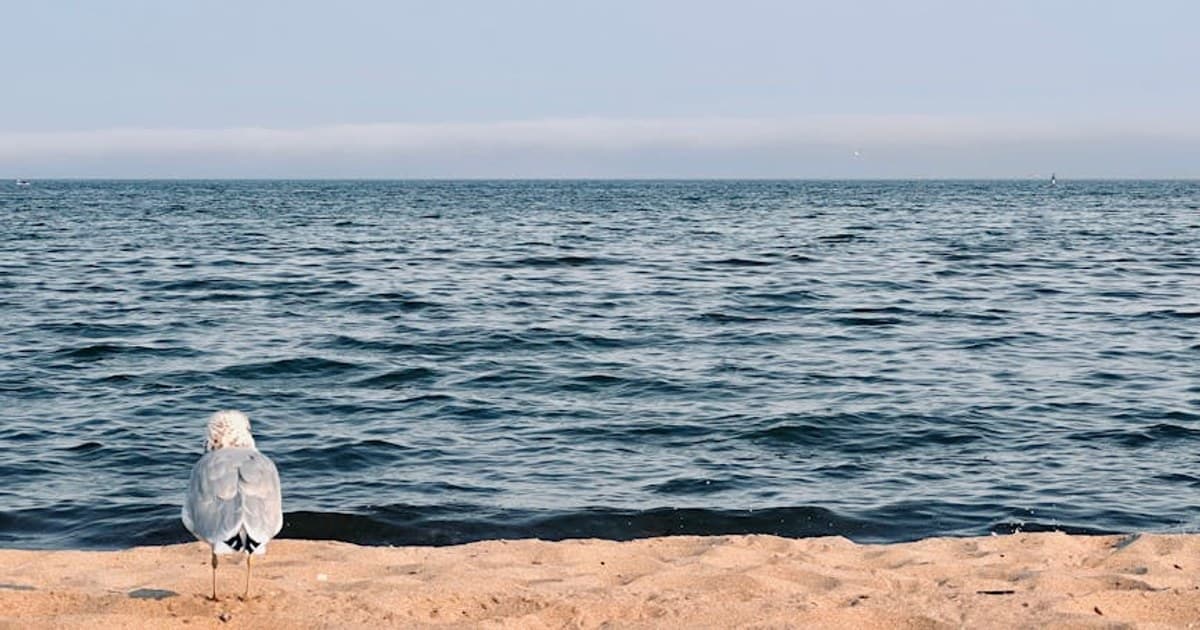 A tranquil seaside scene with a seagull on the sandy shore looking out over the calm ocean waters.
