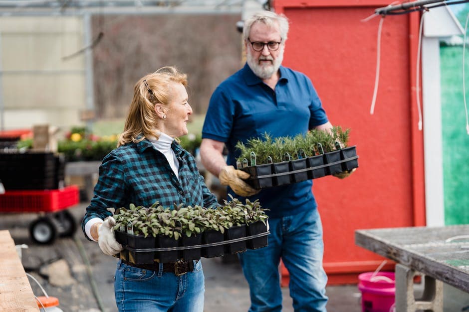Mature couple carrying trays of seedlings in a greenhouse, enjoying gardening.