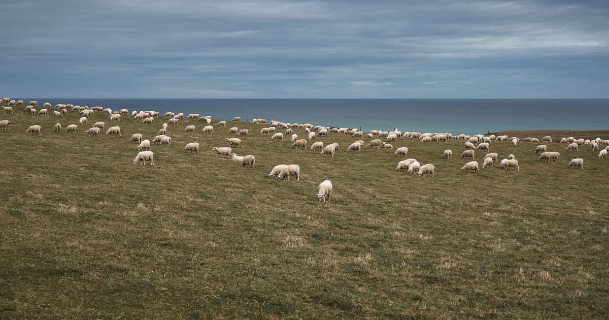 Idyllic landscape of grazing sheep on a coastal pasture in New Zealand.