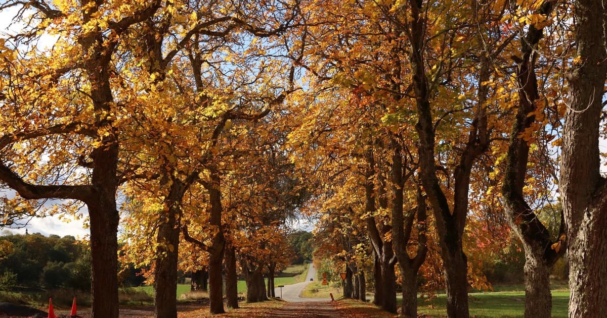 Stunning autumn foliage along a tree-lined pathway in Jönköping, Sweden.